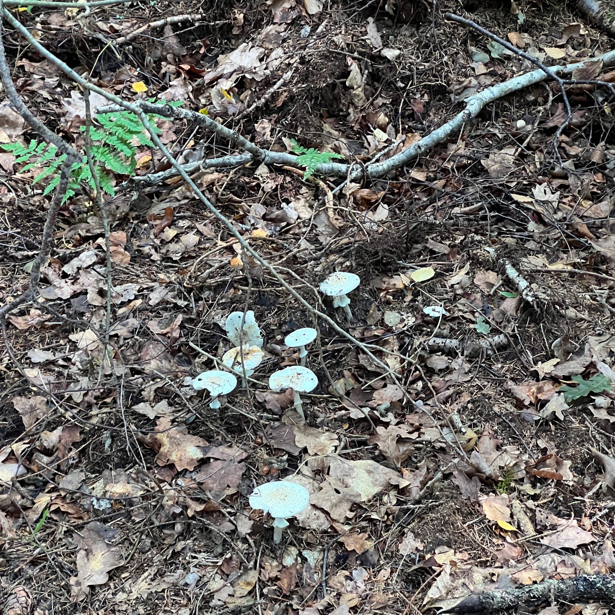 Unos hongos en una base de hojas marrones otoñales.